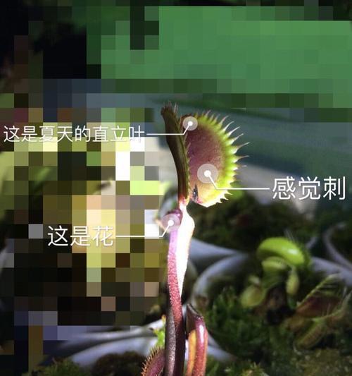 《妄想山海》中的神奇捕蝇草怪（用智慧与技巧击败荒野巨兽）