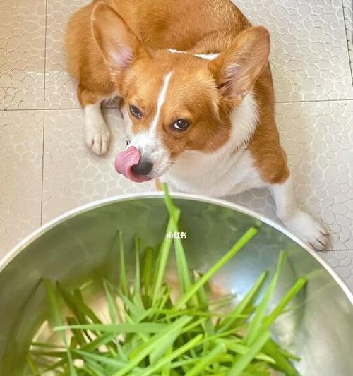 如何避免在球球大作战中被草草吃掉？（解析草草吃球的规律和技巧）